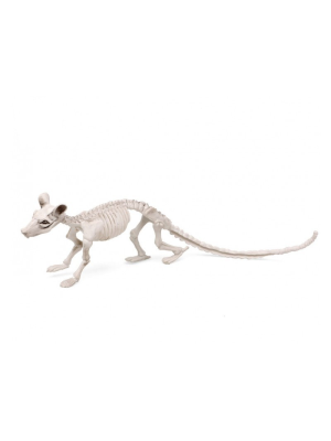 Esqueleto de Rata - Animales y Bichos