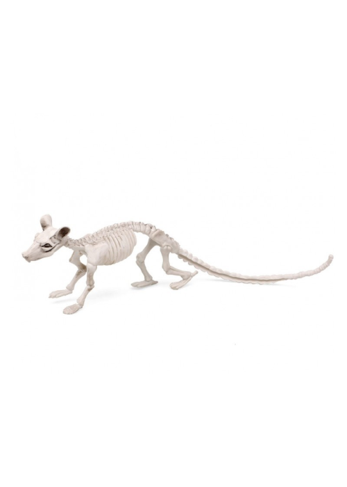 Esqueleto de Rata - Animales y Bichos