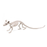 Esqueleto de Rata - Animales y Bichos
