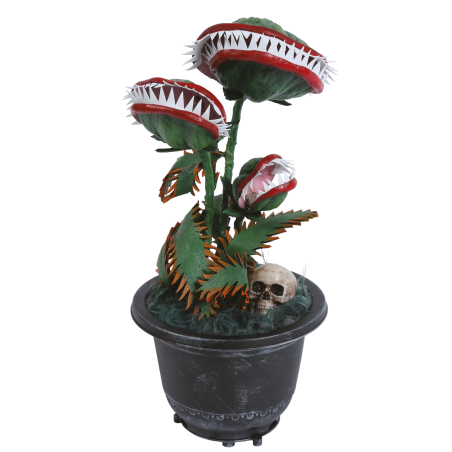 Planta Carnivora Decorativa