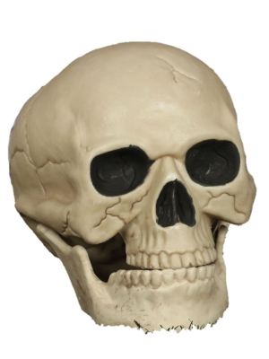 Calavera 20CM - Calaveras y Esqueletos