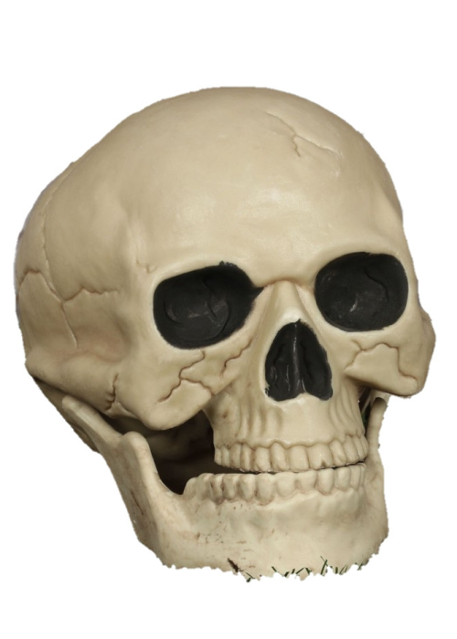 Calavera 20CM - Calaveras y Esqueletos