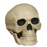 Calavera 20CM - Calaveras y Esqueletos