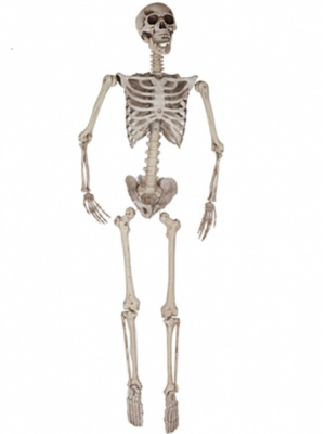 Comprar Esqueleto 165CM - Calaveras y Esqueletos