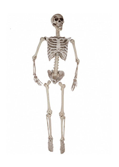 Esqueleto 165CM - Calaveras y Esqueletos