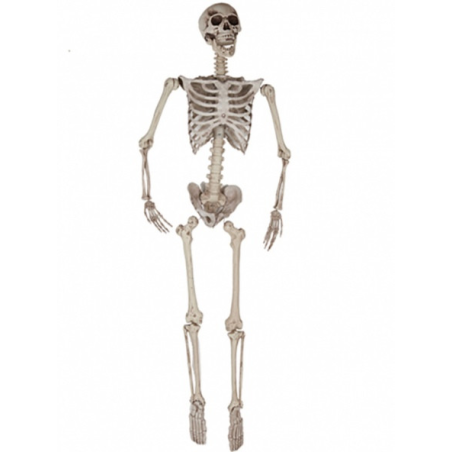 Esqueleto 165CM - Calaveras y Esqueletos