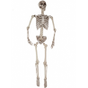 Esqueleto 165CM - Calaveras y Esqueletos