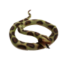 Serpiente Grande - Animales y Bichos