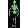 Silueta Esqueleto Fluorescente 1,50cm barato – Tienda online de Silueta Esqueleto Fluorescente 1,50cm
