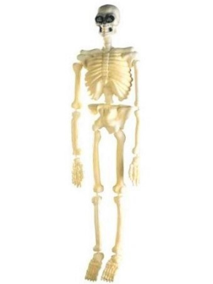 Comprar Esqueleto 1,40 m - Calaveras y Esqueletos