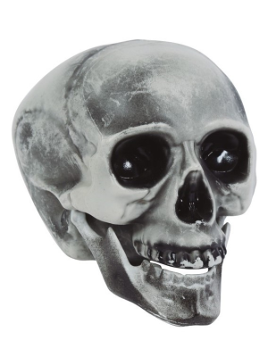 Comprar Calavera 20 cms - Calaveras y Esqueletos