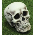 Comprar Calavera de 21cm - Calaveras y Esqueletos