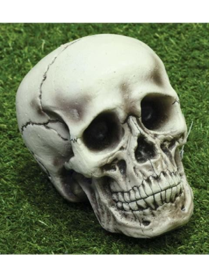 Calavera de 21cm - Calaveras y Esqueletos