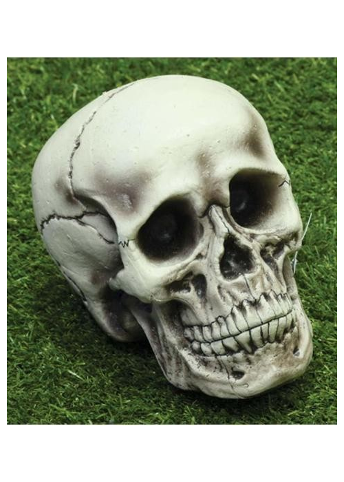 Calavera de 21cm - Calaveras y Esqueletos