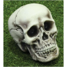 Calavera de 21cm - Calaveras y Esqueletos