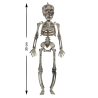 Esqueleto 30 cms