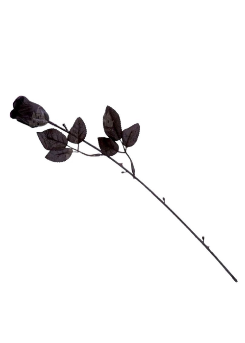 Rosa Negra - Otros