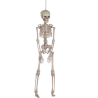 Esqueleto 43 cms