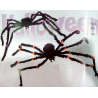 Araña Gigante - Animales y Bichos