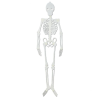 Esqueleto Silueta Fosforescente 90 cm - Calaveras y Esqueletos
