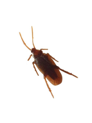 Cucaracha de broma