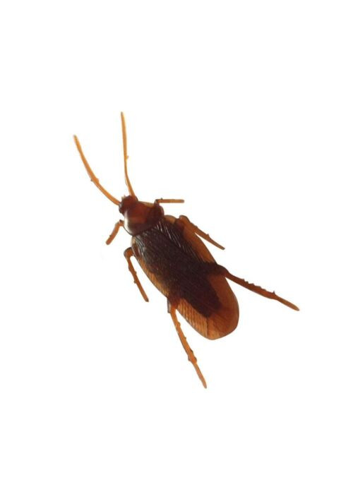 Cockroaches