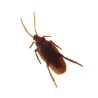 Cucaracha de broma
