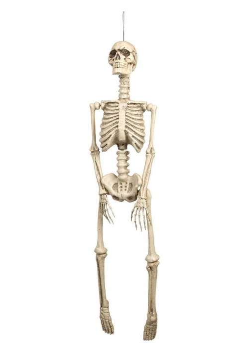 Esquelet d ' 1,50 cm