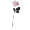 Rosa Blanca con Sangre
