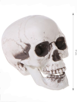 Calavera 20 cms