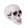 Calavera 20 cms
