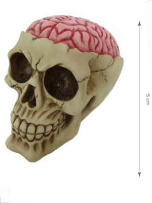 Calavera con cerebro 10x15x11