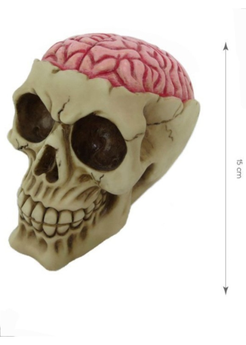 Calavera con cerebro 10x15x11