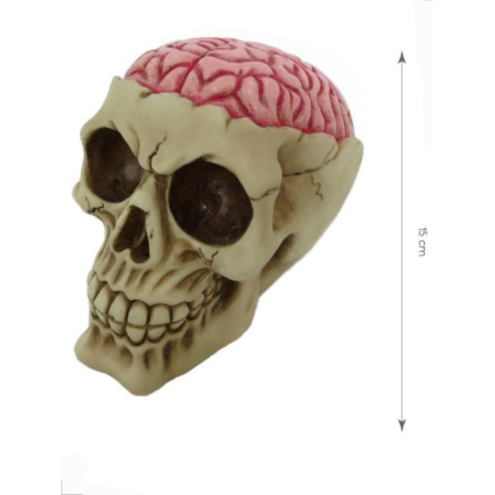 Calavera con cerebro 10x15x11