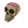 Calavera con cerebro 10x15x11