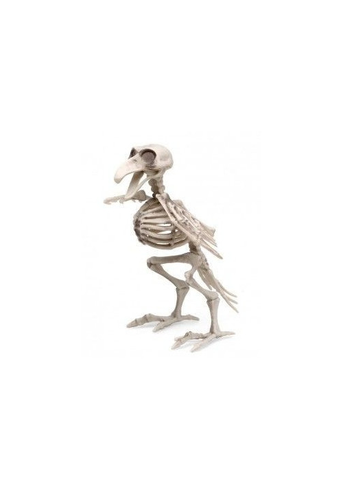 Esqueleto Pajaro