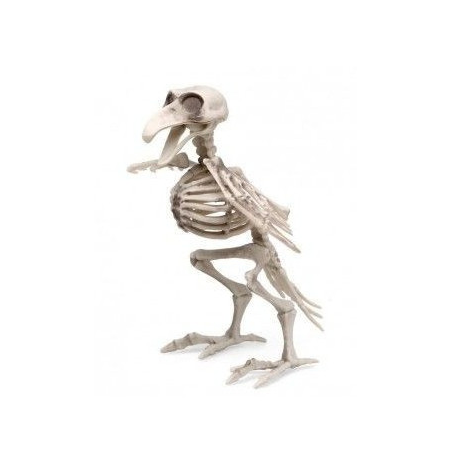 Esqueleto Pajaro