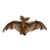 Bat colgante