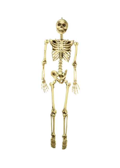 Esquelet 160cm