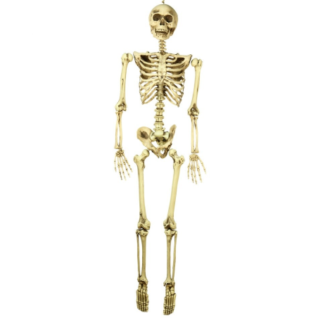 Esquelet 160cm
