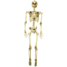 Esquelet 160cm