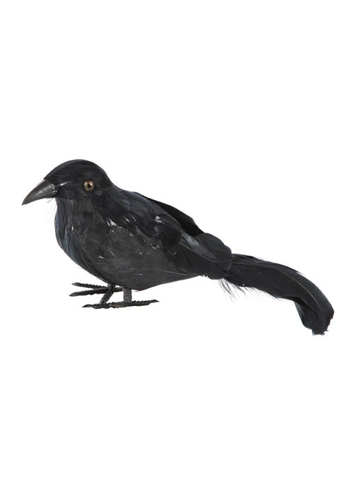Cuervo de Plumas Pequeño - Animales y Bichos