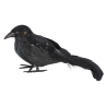 Cuervo de Plumas Pequeño - Animales y Bichos