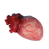 Corazon de Latex de 14cm - Organos y Miembros Sangrientos