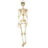 Esqueleto de 90cms - Calaveras y Esqueletos