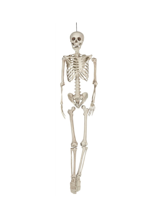 Esquelet de 160 cm