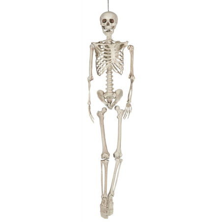Esquelet de 160 cm
