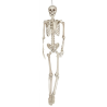 Esquelet de 160 cm
