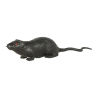 Rata de 13 cms - Animales y Bichos