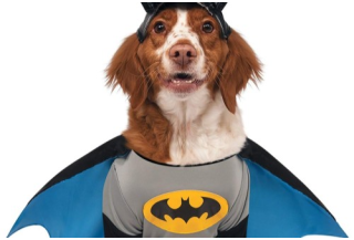 Disfraces de Batman y Robin para Perros